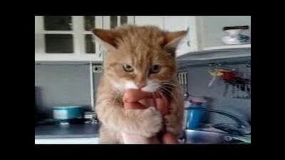 Смешные кошки приколы про кошек и котов 2017 #25 (Котята Котенки Котики)